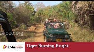 Catch tigers at home at the Ranthambore National Park, Rajasthan 