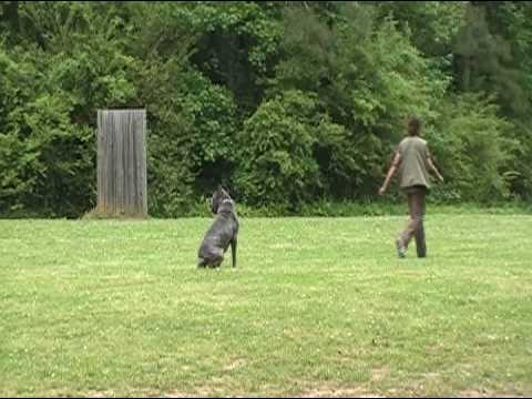 La Onda / Scandifio Damian Schutzhund I Obedience Score 270