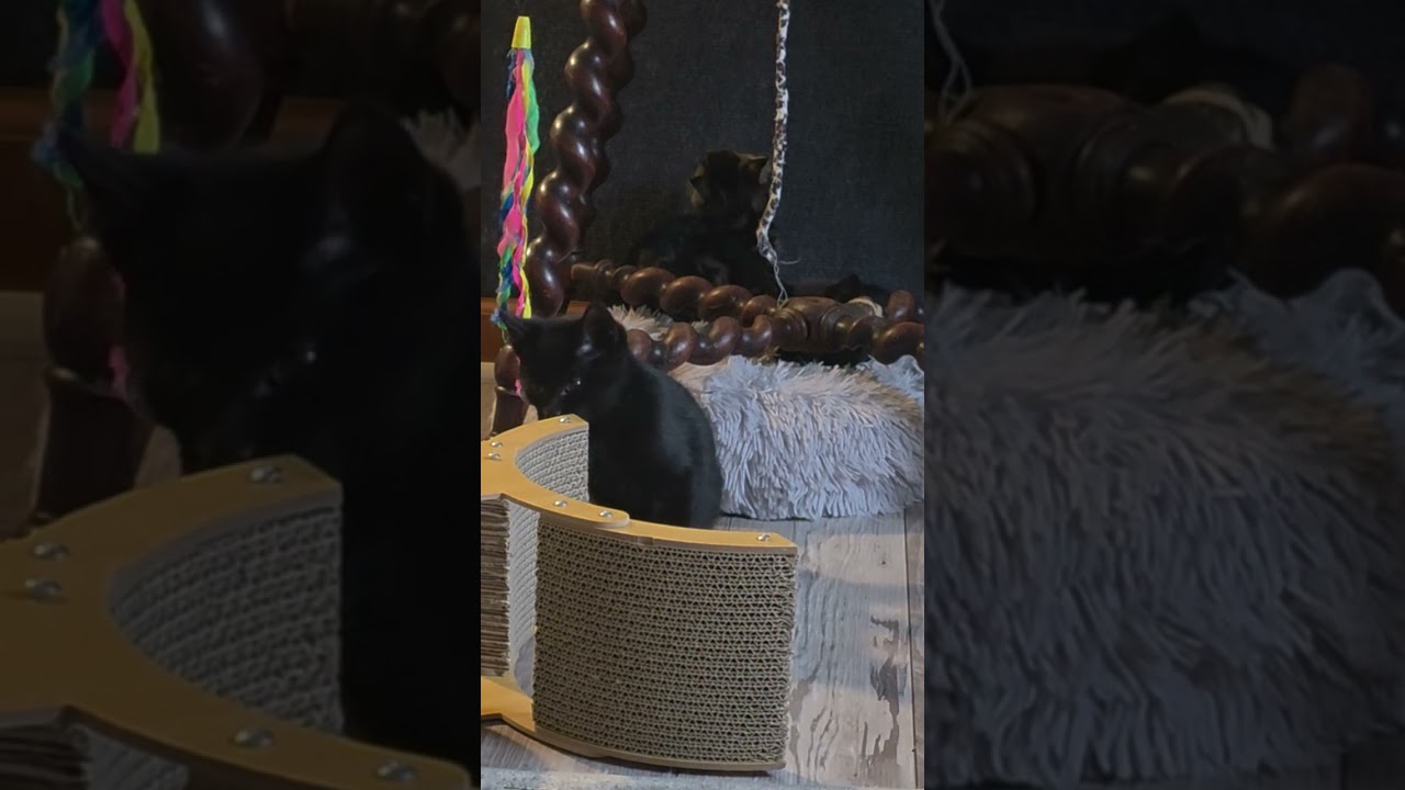 Freddie, an adopted Domestic Short Hair in Jamesville, NY video 3/3