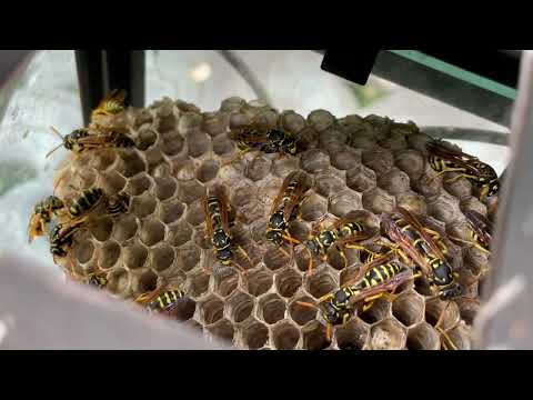 Sneaky Yellow Jackets Make a Lantern Their Home in Skillman, NJ