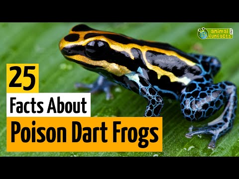 image-Why is it called the blue poison dart frog?