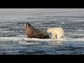 Polar Bear Versus Walrus!!! Who wins???