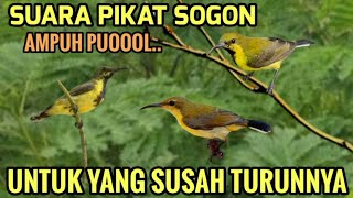 Download lagu Suara pikat sogon liar ampuh untuk yang susah turunnya#pikatburung (pemanggil sogon liar) mp3