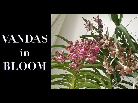 Fragrant Vandas in Bloom in September