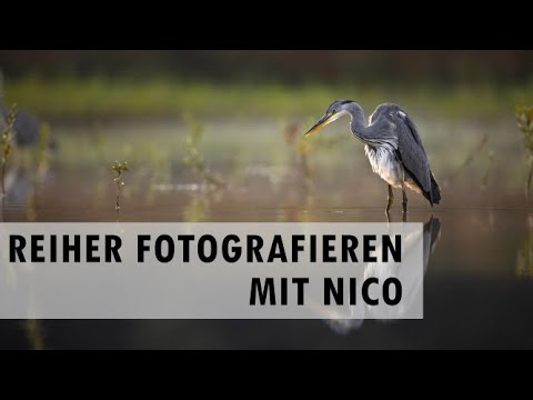 Reiher fotografieren mit Nico Sonnabend