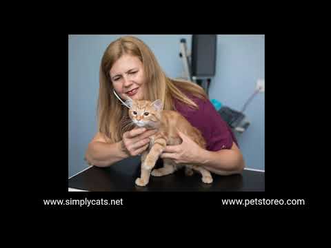 Arthritis in Cats - Symptoms and Treatment | PetStoreo