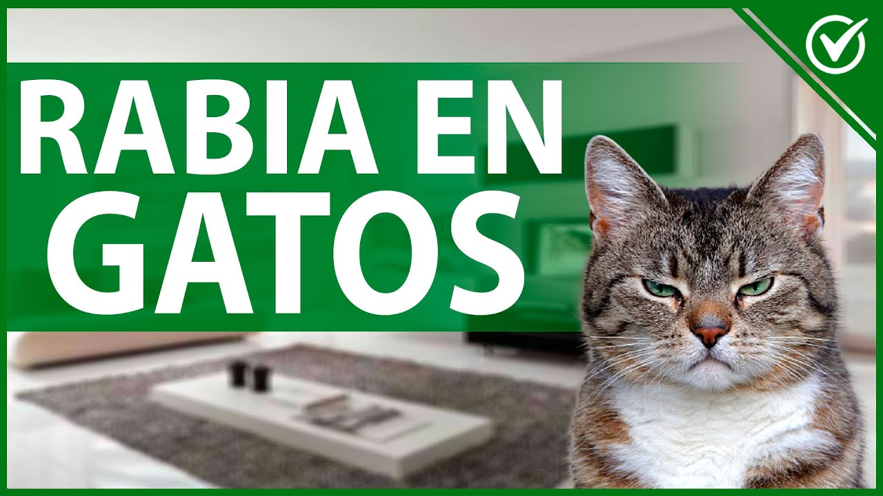 🐱 Rabia en Gatos | Promedio de Vida, Síntomas, Etapas y Contagio en Humanos 😤🐱