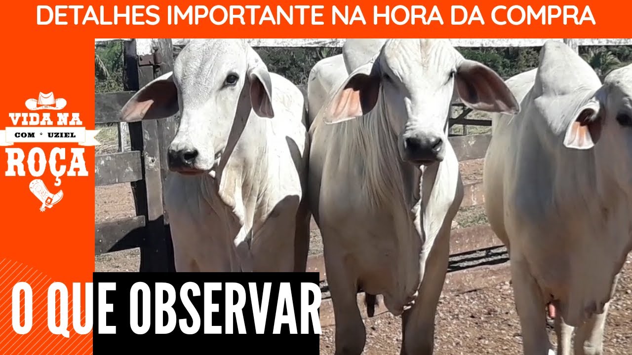 O que devo observar na hora de comprar um touro?