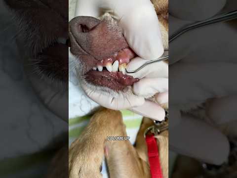 How Cleaning Your Dog's Teeth Could SAVE Its LIFE! 🐶🦷