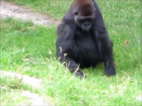 San Francisco Zoo Canon sx260 hs Polar Bear Gorilla July 27 2012