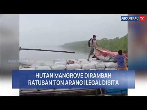HUTAN MANGROVE DIRAMBAH, RATUSAN TON ARANG ILEGAL DISITA