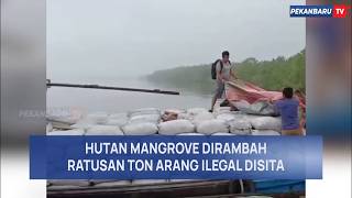 HUTAN MANGROVE DIRAMBAH, RATUSAN TON ARANG ILEGAL DISITA