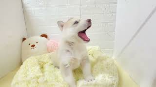 シベリアンハスキーの動画01