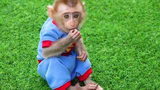 Lovely Monkey 🐵🐵🐵 And Cute Puppy Have Fun Playtime With Rainbow Color Balloons | Satisfying Video