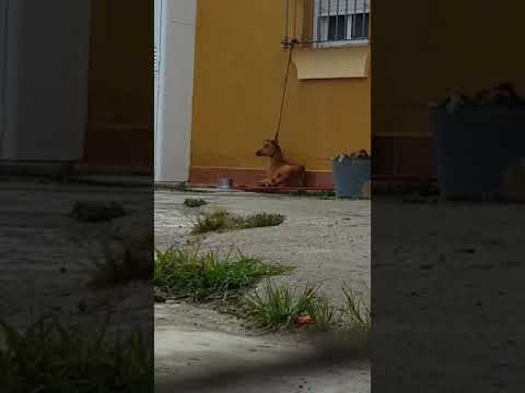 Alltag im Leben eines Galgos in Spanien 2020