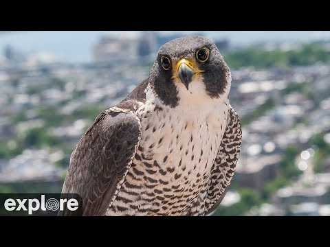 Live webcam view of Baltimore Peregrine Falcon Nest Cam