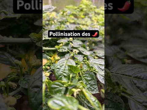 Pollinisation des piments 🌶️🌶️ #ajicharapita #piment #fleur #fruit