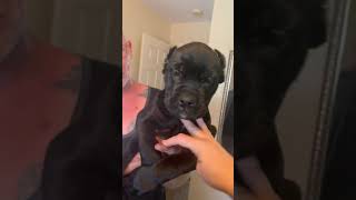 Video preview image #3 Cane Corso Puppy For Sale in LAKELAND, FL, USA