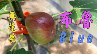 當無花果成熟時 When the figs are ripe