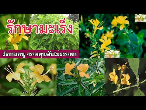 เหมือนกรอสเพิ่มกระเจี๊ยวของเขา ผู้หญิงรู้สึกตื่นเต้น