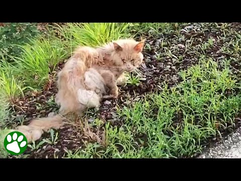 Homeless cat sits by the road and waits for help