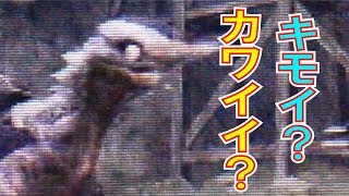 【MH4G】～あの頃は下手だった～ part11 『対霞龍防衛作戦！』