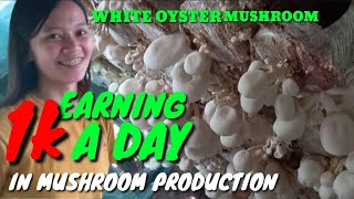 HARVESTING WHITE OYSTER MUSHROOM||1K A DAY INCOME IN MUSHROOM PRODUCTION|MUSHROOM FARMING