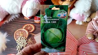 Капуста Слава 1305: отзывы, описание сорта, фото, видео, отзывы ...