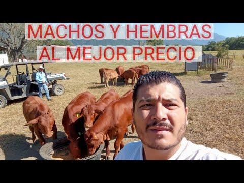 WE REVISITED THE BEST RED BRANGUS BREEDER IN MEXICO, RANCHO MARÍA EUGENIA!!