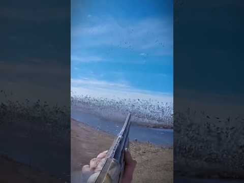 1,000+ Snow Geese Roost Jump Solo Hunt Madness #chasse #birdhunting #goosehunt #duckhunt #eese #duck