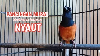 Download lagu murai batu gacor PALING AMPUH buat PANCINGAN murai batu agar bunyi mp3