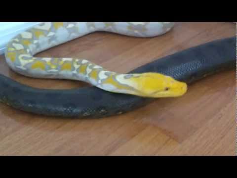Big Green Anaconda and Reticulated Python Chilling Together