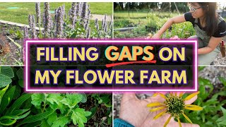 4 underrated perennials for cut flowers