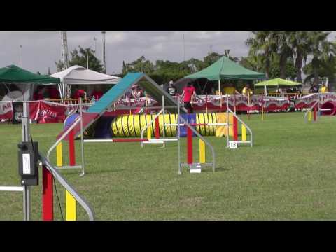 III Campeonato de España Agility Torrevieja 2016 7 Mari Carmen y Mel