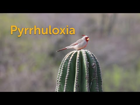 Kardinál úzkozobý (Cardinalis sinuatus) — spev a hlas v prírode