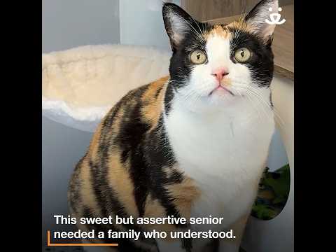 Cat bosses everyone around (in the best way)