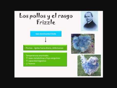 Pleiotropía video final