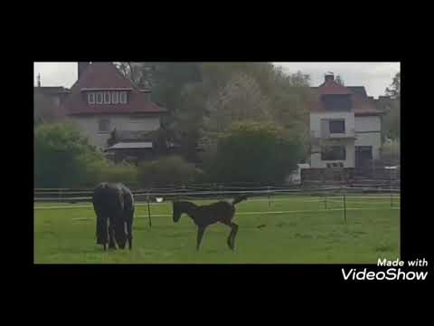 Maracana Hf.geb 12.3.20