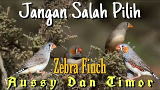 Download lagu Difference between Timor and Aussie Zebra Finch mp3 Download lagu Difference between Timor and Aussie Zebra Finch mp3