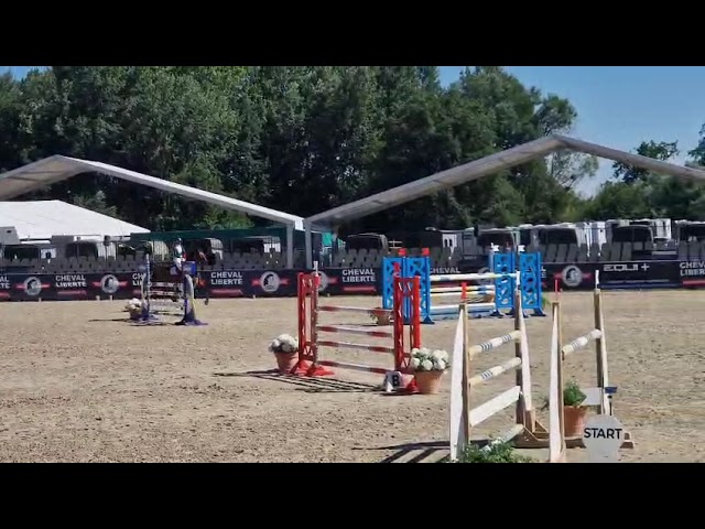 Cavalla Sella Francese In vendita 2019 Baio