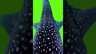 Download lagu Green Screen Ikan Paus mp3 Download lagu Green Screen Ikan Paus mp3