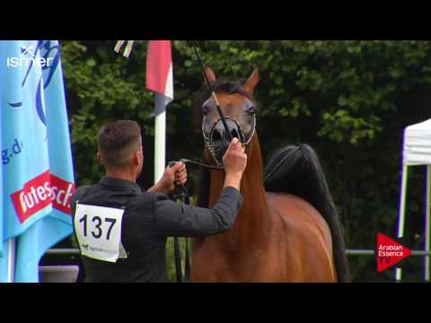 N.137 ELSHAAN - Ströhen 2017 Int B-Show - 2 Years Old Colts (Class G)