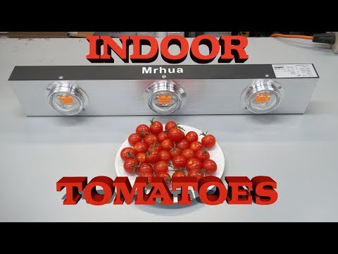 Indoor Tomato Harvest - Mrhua 600watt COB LED Grow Light Review