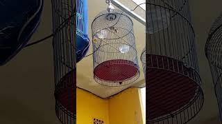 Download lagu Sogon Isian Pelatuk Sampit mp3