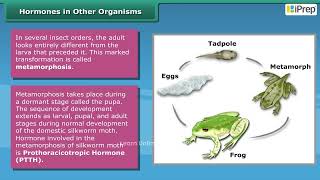 Role of Hormones in Completing the Life History of Insects & Frogs  | Science | Class 8 | iPrep