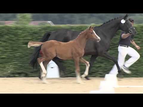 1  Fohlenjahrgang First Ampere