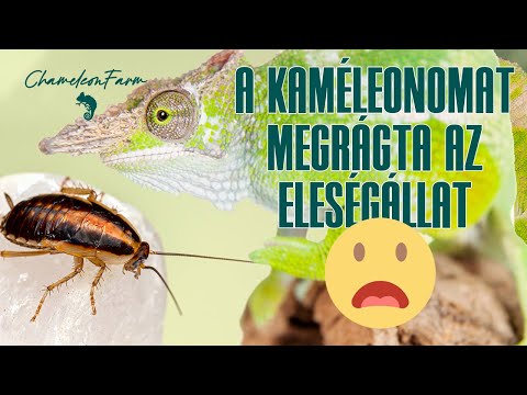 ChameleonFarm: Segítség! A kaméleonomat megrágta az eleségállat! 😳