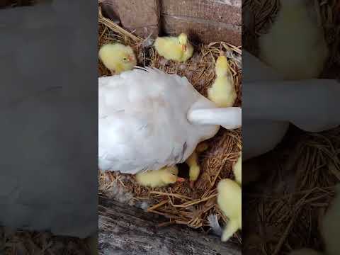 Duck duck ||  ducky || Maimuna