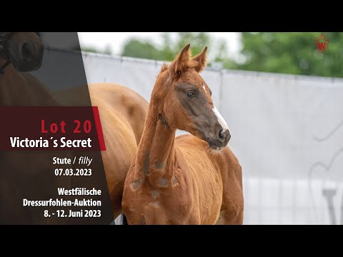 Dressurfohlen-Auktion Lot 20 Victoria´s Secret Stute v. Vivat Rex - Conen