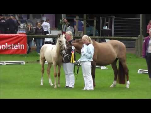 Petit Golden Glory - Reservesieger Fohlenchampionat 2017